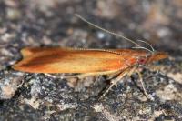 Dichomeris ustalella