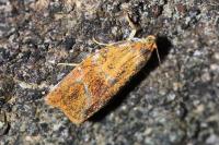 Ptycholoma lecheana