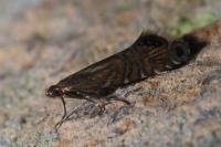 Glyphipterix thrasonella
