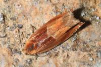 Ancylis mitterbacheriana