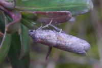 Tortricodes alternella