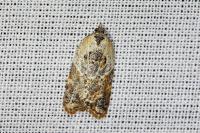 Acleris variegana