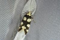 Pseudotelphusa tessella