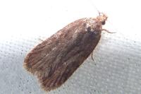 Depressaria
