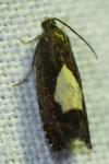 Pammene regiana