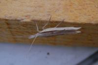 Ypsolopha mucronella