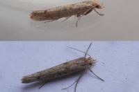 Ypsolopha ustella