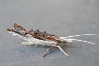 Ypsolopha scabrella