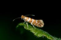 Phyllonorycter nicellii