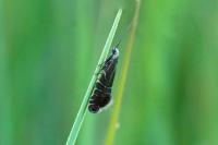 Glyphipterix thrasonella
