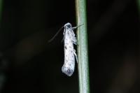Yponomeuta plumbella