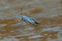 Lyonetia prunifoliella