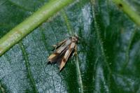 Stathmopoda pedella
