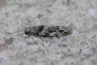 Recurvaria nanella