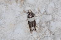 Recurvaria leucatella