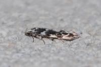 Parachronistis albiceps