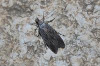 Anarsia spartiella