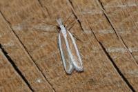 Dichomeris marginella
