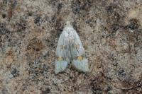 Anasphaltis renigerellus