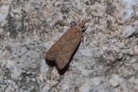 Helcystogramma lutatella