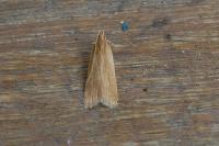 Helcystogramma rufescens