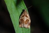Archips crataegana