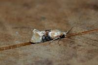 Eupoecilia ambiguella