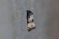 Cochylichroa atricapitana