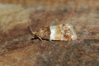 Epinotia festivana