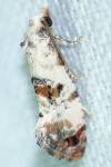 Neocochylis hybridella