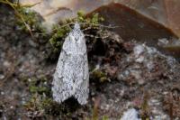 Diurnea fagella