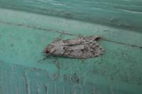 Diurnea fagella