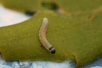 Diurnea lipsiella