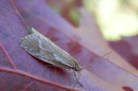 Diurnea lipsiella