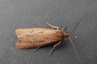 Diurnea lipsiella