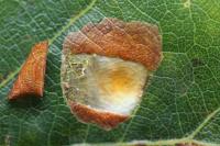Tischeria dodonaea