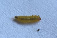 Tischeria dodonaea