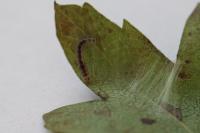 Parornix anglicella