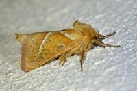 Triodia sylvina