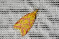 Hypercallia citrinalis