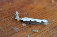 Ethmia bipunctella