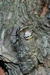 Cossus cossus