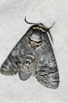 Cossus cossus