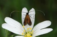 Cauchas rufimitrella