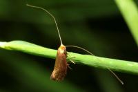 Nematopogon adansoniella