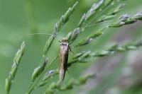 Nematopogon
