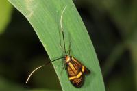 Nemophora degeerella