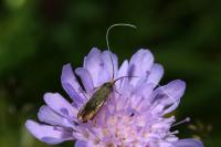 Nemophora metallica