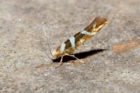 Argyresthia goedartella
