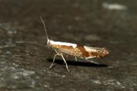 Argyresthia pruniella